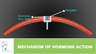 MECHANISM OF HORMONE ACTION [upl. by Singband]