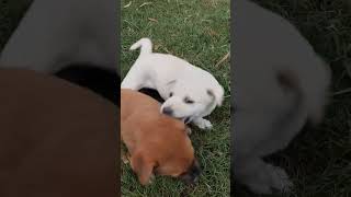 dog sound puppy cute pet funnyanimal funnydog funnypet dogbabydog Hanumanon7dogsound [upl. by Nylirak]