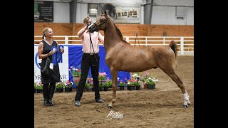 BCT Premier Decision  Yearling Morgan Colt  Flashy [upl. by Dnomso]