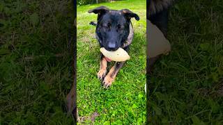 The cutest german shepherds🥹 Buckley and Billy Bob will melt your heart🥹 doglover dog dogs [upl. by Namie]