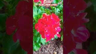 Geranio 🌹🌺🌹🌎🇬🇹🌱agricultura plantas jardindeflores flowers [upl. by Tan304]