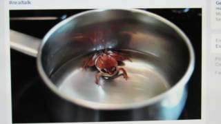 The Boiling the Frog MetaphorAnalogy Is Useless and False [upl. by Notterb]