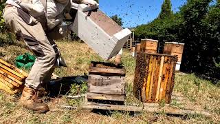 Combining a queenless hive with a quotqueen rightquot hive using newspaper [upl. by Aihsatal411]