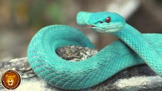 Les Serpents les Plus Effrayants Qui Existent Vraiment Aujourdhui [upl. by Aralk]