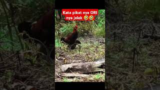 pikat betina GK doyan ayam hutan ori ayam ayamhutansumatra ayamhutan pikatbetina [upl. by Emyam380]