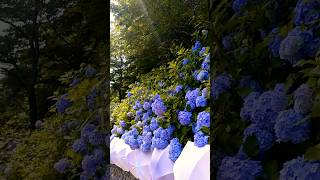 hydrangeamacrophyllaгортензияgardenгортензіяflowers parkjardinshortsアジサイсадnature japan [upl. by Snebur]