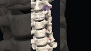 Scalenus anterior muscle  origin amp insertion Anatomy mbbs education [upl. by Abdul]