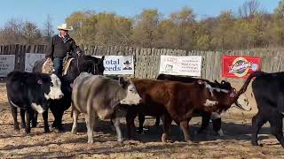 STEP BO PEP cattle video [upl. by Anavoig360]