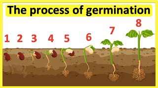 The process of seed germination 🌱 Stepbystep process [upl. by Lysander]