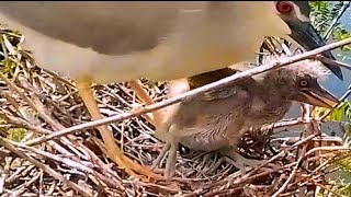 Hockey birds do not go out to feed the babybird birds [upl. by Deppy]