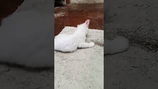 🐈 cat 💖 kitten funny [upl. by Anaitsirk]