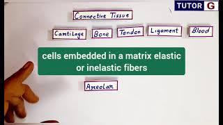 Areolar connective tissue  Location structure function [upl. by Atnahsal]