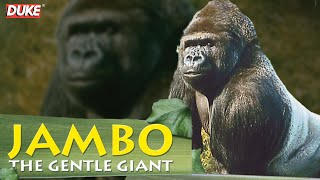 Jambo the Gorilla  The Gentle Giant  Documentary [upl. by Elwyn]