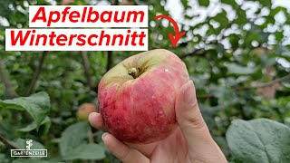 Apfelbaum im Winter schneiden  So geht es Sorten Zeitpunkt Rückschnitt [upl. by Aala]