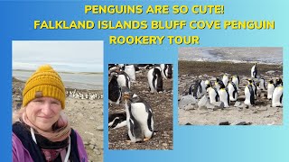 Penguins are so cute Falkland Islands Bluff Cove Penguin Rookery Tour [upl. by Nelsen]