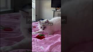 Hyperactive Kitten Goes WILD in Adorable Playtime  MUST SEE catplaying catlover kitten [upl. by Katti]