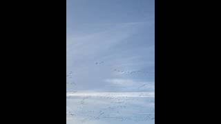 Migrating Bird Migration Alberta BC Canada [upl. by Iphigenia]