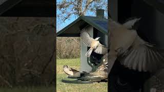 FeatherSnap quotThe Smart Bird Feederquot Early Morning Feeding [upl. by Steddman]