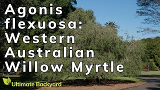 Agonis flexuosa Western Australian Willow Myrtle [upl. by Cyrano141]