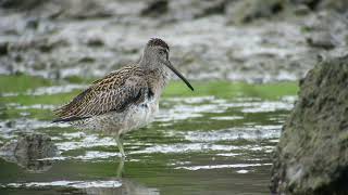 Short billed Dowitcher Paul do Cabo da PraiaTerceira Azores 16092024 [upl. by Burnsed]