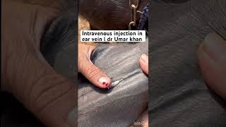 Intravenous injection in ear vein l dr Umar khan [upl. by Annoit]