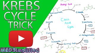 Krebs Cylcle Trick How to remember krebs cycle FOREVER [upl. by Chansoo]