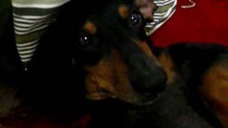 Cachorro Basset Dachshund Fred [upl. by Lorrin182]