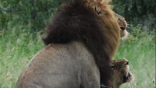 Male Lions Mating at Kruger National Park  Kruger Park Sightings [upl. by Wengert]