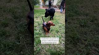 Paquito en el parque de perros grandes 😛 paquito perrosalchicha perros shorts [upl. by Aineval]