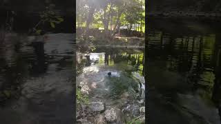 Black Labrador jumped on the river blacklabrador blackdog [upl. by Anirtap]