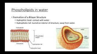 Biological Membranes [upl. by Inahs17]