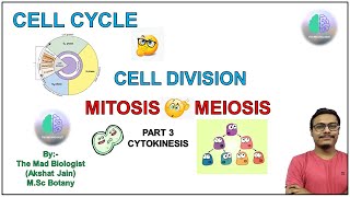 Cell Cycle and Cell Division  Cytokinesis Part 3 Cell Cycle Division Cytokinesis CellPlate [upl. by Erna155]