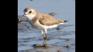 Tibetan Sand Plover  BIrd  Birdwatching  Wildlife  Nature  Port Blair  Andaman Island [upl. by Ynavoj]