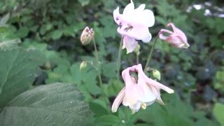 Wilde akelei Aquilegia vulgaris  20160511 [upl. by Asilahs]