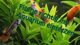 Aquarium Einen Fisch richtig einsetzen [upl. by Aifoz]