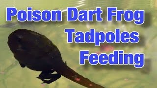 Poison Dart Frog TADPOLES Feeding  HD [upl. by Uuge]