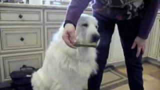 VICIOUS FOOD AGGRESSIVE GREAT PYRENEES SAVED  Jeffrey Loy  wwwFriendToAnimalscom [upl. by Yderf442]