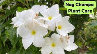 Nag champa Plumeria Pudica plant care  Get more flowers on nag champa plant [upl. by Aninep]