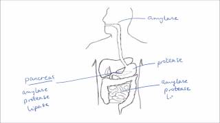 Enzymes In Digestion  GCSE Science  Biology  Get To Know Science [upl. by Lory94]