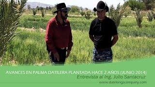 AVANCES PALMA DATILERA PLANTADA HACE 2 AÑOS  JUNIO 2014 [upl. by Semela581]