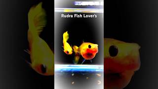 Exotic Gappy fishing videosMere chanel ko subscribe kar do maine apko subscribe Kar Diya [upl. by Florinda]