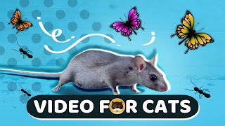 CAT GAMES  Mice Birds Ants Butterflies Squirrels  CAT amp DOG TV [upl. by Tolkan]