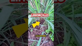 ¡Beneficios del limoncillo Plantas [upl. by Anoiuq]