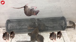 MouseRat TrapHomeMade Mouse Trap Work Easy Saving A lot Of MiceGlue Trap [upl. by Irolav364]