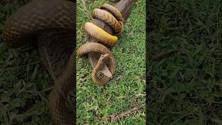 जहरीला और सुन्दर राज साँप अहिराज🐍😱 Nature Big Banded krait kraitsnake nature amazing shorts [upl. by Vera]