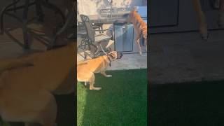 Belgian Malinois are naturally athletic belgianmalinois trending trending doglover dogtraining [upl. by Ehtyaf]