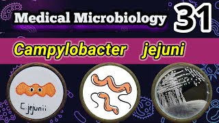 Campylobacter jejuni Food poisoning bacteria شرح بالعربي [upl. by Stimson]