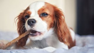 Do Cavalier King Charles Spaniels Shed a Lot [upl. by Janene]