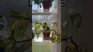 Do you bottom water your plants wateringplants plantcare timelapse houseplants bottomwatering [upl. by Holofernes85]