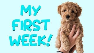 MY FIRST WEEK  Flip the Australian Labradoodle [upl. by Kilar]